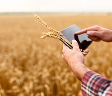 Smart farming, using modern technologies in agriculture. Female agronomist farmer with digital tablet computer in wheat field using apps and internet in agricultural production, selective focus